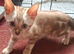 Bengal Kittens