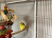 Budgie