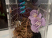 Mixed Centipede, mantis, and spiders
