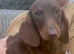 Miniature Dachshund Puppies