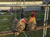Lemon millefleur booted bantam hatching eggs