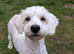 Cockapoo puppies. Various colours Ready to leave