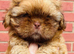 Amazing chocolate Shih Tzu boy