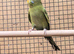 Olive green black mutation budgie