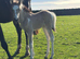 A beautiful sports horse x filly foal. Dun and white