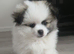 Tiny Teddy Bear Pomeranian Puppies for sale