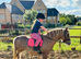 FRIARLY PRIDE’S JEWEL Striking 4-Year-Old Welsh Section A Mare