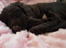 Brown girl cocker spaniel