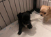 Beautiful Rainbow of Chihuahuas