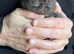 Exotic Shorthair Kittens For Sale