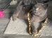 Beautiful Blue British Shorthair