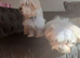 Maltese puppy