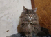long hair kitten