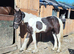 2yr old gelding