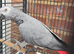 Beautiful African grey Parrot for sale