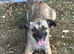 Marlene for Adoption - 10 months old