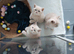 Rare Stunning Cream BSH for Sale