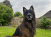 Health tested, Proven, KC reg GSD