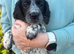 Stunning 3/4 Springer Sprocker Puppies - Ready Now
