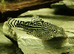 Hillstream loaches