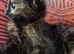 Lovely Kittens for you