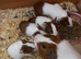Baby guinea pigs