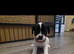Puppies for sale