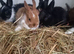 6 Netherland Dwarf bunnys