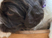 Beautiful KC-Registered Springer Spaniel Puppies &ndash; 2 Boys & 1 Girl Available