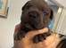 Beautiful blue Staffordshire bull terrier