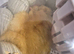 Hatch Eggs and Day Old Chicks