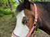 12h Section A, lead rein pony, 12yr old