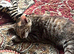 Last Tabby Kitten Available