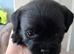Patterdale cross border terrier