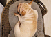 french bulldog boy