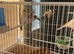 Mutation Siberian goldfinchs