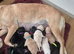 Beautiful Labrador Puppies for Sale
