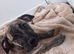 Presa canario pups ready to leave home