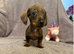 Miniature Dachshund
