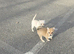 Pomchi puppies