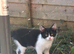 Lovely kitten boy