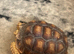 Sulcuta tortoise