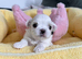 Exceptional Full Korean Maltese Puppies