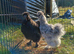 Silkie pair