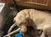Kc dna clear silver Labrador
