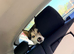 Siberian husky for sale