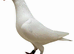 pure white racing pigeons wanted