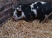 2 x KuneKune gilts