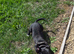 Urgent Loving Home Needed For Beautiful Boy