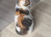 Maine Coon